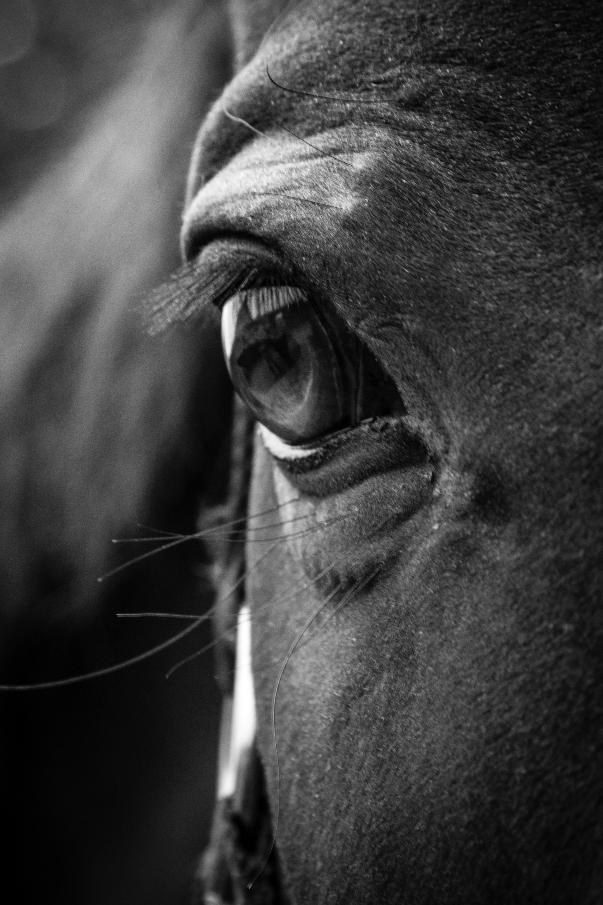 horse eye